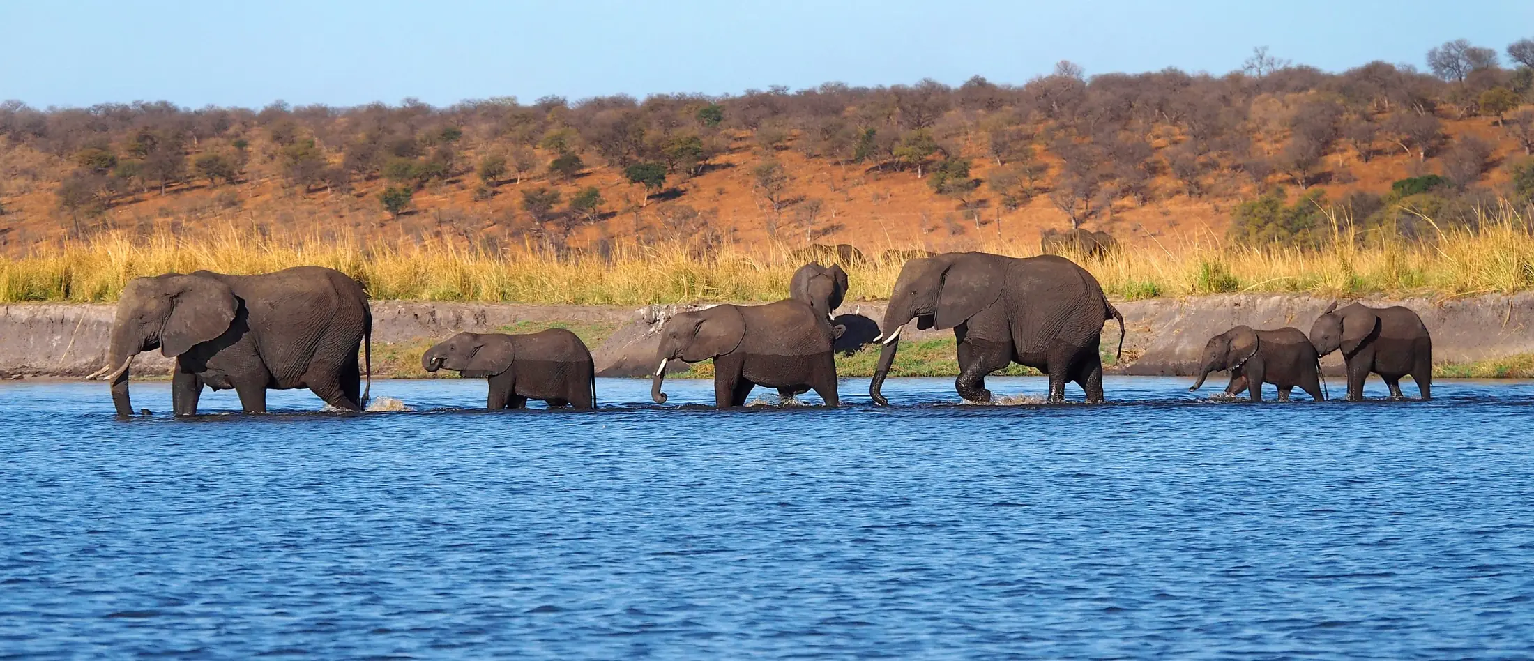 A breeding herd of elephants with calves wading across the Chobe River