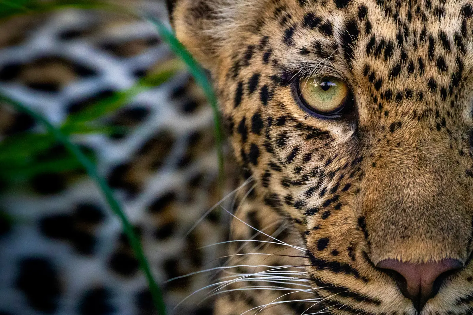 Close-up of a leopard’s face and green eye half hidden by grass